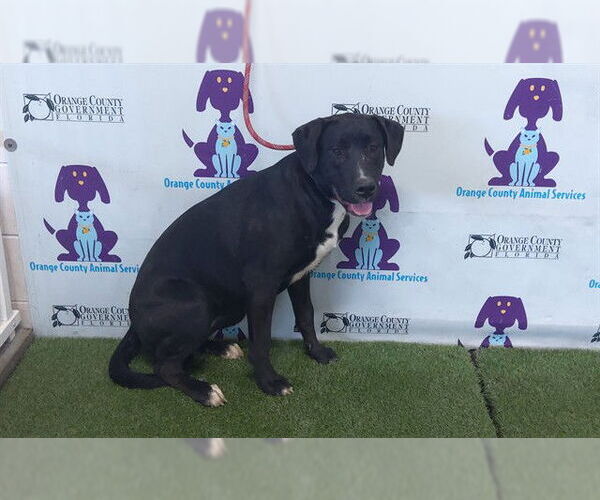 Medium Photo #1 Labrador Retriever-Unknown Mix Puppy For Sale in Orlando, FL, USA