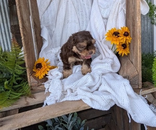 Medium Photo #6 Cock-A-Poo Puppy For Sale in GOSHEN, IN, USA