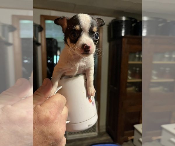 Medium Photo #1 Chihuahua Puppy For Sale in COAL CITY, IN, USA
