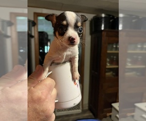 Chihuahua Puppy for sale in COAL CITY, IN, USA