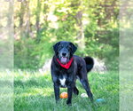 Small #3 Labrador Retriever Mix