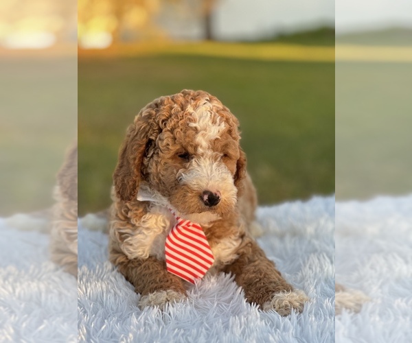 Full screen Photo #9 Goldendoodle (Miniature) Puppy For Sale in FROSTPROOF, FL, USA