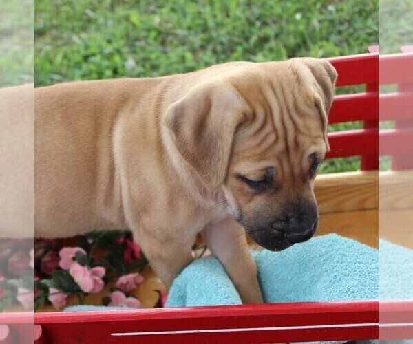 Medium Photo #2 Cane Corso-Labrador Retriever Mix Puppy For Sale in CHARLOTT HALL, MD, USA