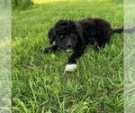 Small Photo #12 Portuguese Water Dog Puppy For Sale in LAKEVIEW, MI, USA