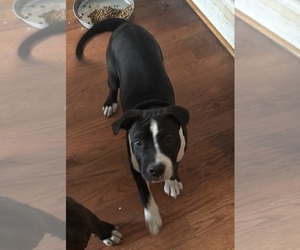 American Mastiff-American Pit Bull Terrier Mix Puppy for sale in NEW BEDFORD, MA, USA