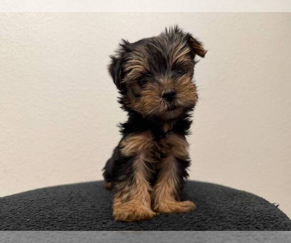 Medium Photo #3 Yorkshire Terrier Puppy For Sale in SAN DIEGO, CA, USA