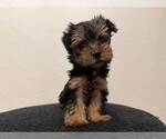 Small #2 Yorkshire Terrier