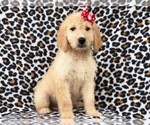 Small Photo #23 Goldendoodle Puppy For Sale in LAKELAND, FL, USA