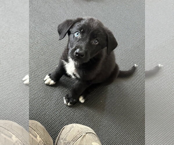 Medium Photo #10 Mutt Puppy For Sale in Brooklyn, NY, USA