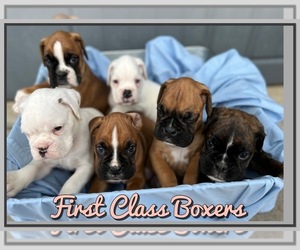Boxer Puppy for Sale in BROKEN ARROW, Oklahoma USA