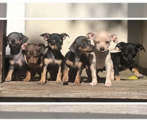 Chiweenie Puppy for sale in MINNEAPOLIS, MN, USA