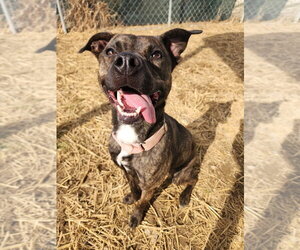 Mutt Dogs for adoption in Evansville, IN, USA