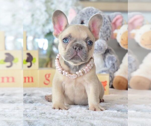 Medium Photo #10 French Bulldog Puppy For Sale in WILSONVILLE, OR, USA