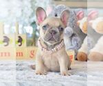 Small Photo #10 French Bulldog Puppy For Sale in WILSONVILLE, OR, USA
