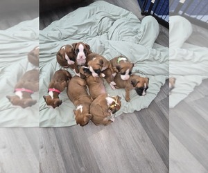 Boxer Litter for sale in GALLOWAY, NJ, USA