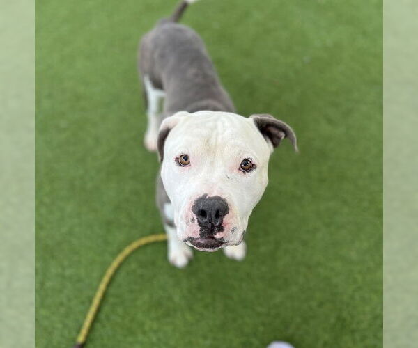 Medium Photo #1 Boxita Puppy For Sale in Las Vegas, NV, USA