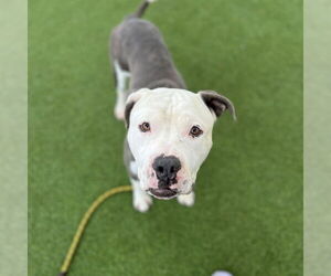 Boxita Dogs for adoption in Las Vegas, NV, USA