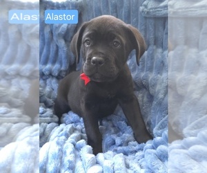 Cane Corso Puppy for sale in MINERAL WELLS, WV, USA
