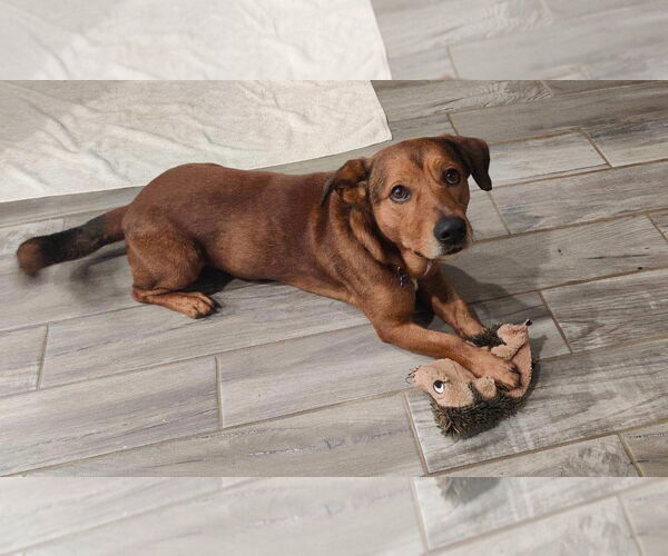 Medium Photo #1 Basset Hound-Labrador Retriever Mix Puppy For Sale in East Derry, NH, USA