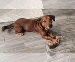 Small Basset Hound-Labrador Retriever Mix