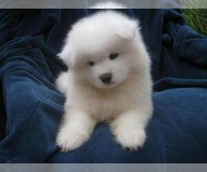 Samoyed Puppy for sale in CUDAHY, CA, USA