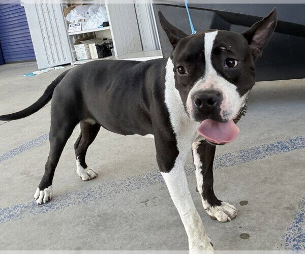 Medium Photo #1 Mutt Puppy For Sale in Bakersfield, CA, USA