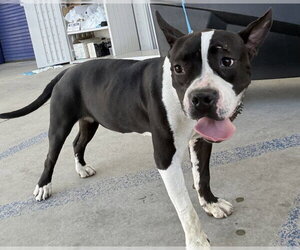 Mutt Dogs for adoption in Bakersfield, CA, USA