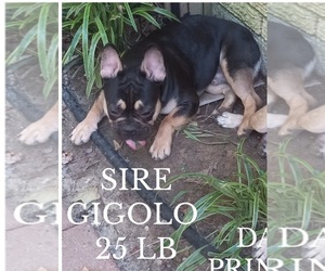 Father of the French Bulldog puppies born on 03/30/2025