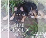 Small Photo #1 French Bulldog Puppy For Sale in CARTHAGE, TX, USA