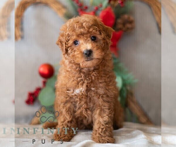 Medium Photo #4 Bichpoo Puppy For Sale in DORNSIFE, PA, USA