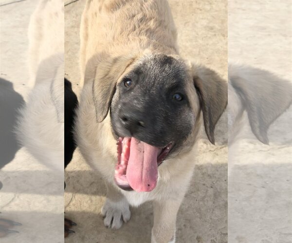 Medium Photo #14 Anatolian Shepherd-Unknown Mix Puppy For Sale in Plymouth, MN, USA