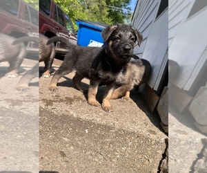 German Shepherd Dog Puppy for sale in CHICAGO HEIGHTS, IL, USA
