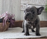 Small #3 French Bulldog