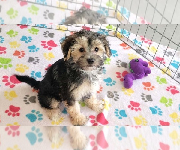 Medium Photo #1 Morkie Puppy For Sale in ORO VALLEY, AZ, USA