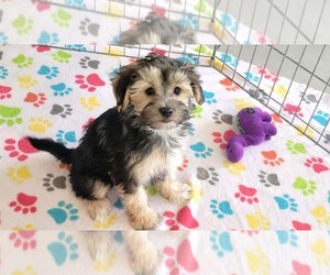 Morkie Puppy for sale in ORO VALLEY, AZ, USA
