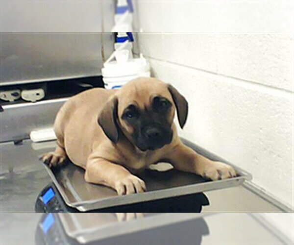 Medium Photo #1 Labrador Retriever Puppy For Sale in Fayetteville, NC, USA