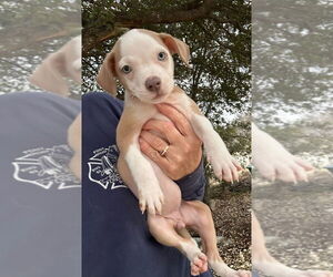 Mutt Dogs for adoption in Oak Bluffs, MA, USA