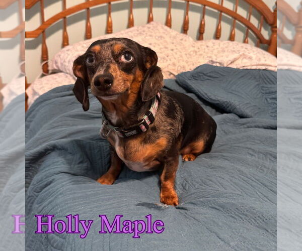 Medium Photo #3 Dachshund Puppy For Sale in San Antonio, TX, USA