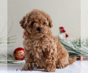 Maltipoo Puppy for sale in LITITZ, PA, USA