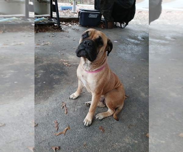 Medium Photo #22 Bullmastiff Puppy For Sale in CAMDEN, TN, USA