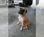 Small #21 Bullmastiff