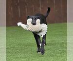 Small #1 Labrador Retriever Mix