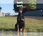 Puppy Stunner Doberman Pinscher