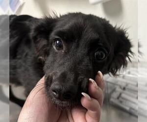Papillon Dogs for adoption in Bakersfield, CA, USA