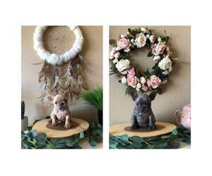 French Bulldog Puppy for sale in MERCED, CA, USA