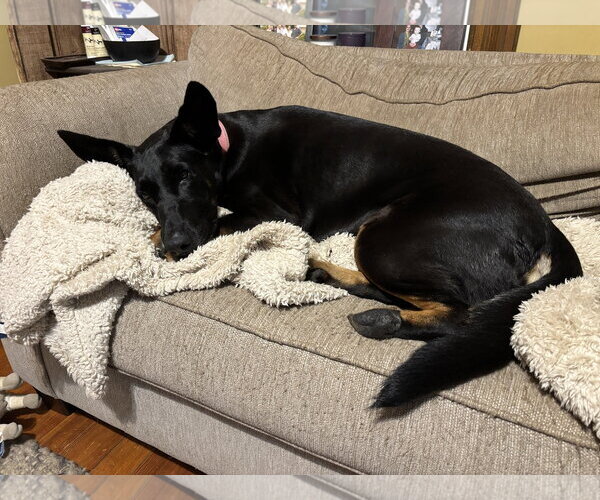 Medium Photo #3 Doberman Pinscher-German Shepherd Dog Mix Puppy For Sale in Minneaoplis, MN, USA