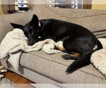 Small #2 Doberman Pinscher-German Shepherd Dog Mix