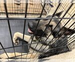 Small Photo #2 German Shepherd Dog Puppy For Sale in Modesto, CA, USA