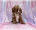 Small #1 Cavapoo (Standard)