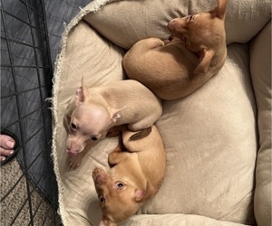 Chihuahua Puppy for sale in NEWARK, DE, USA